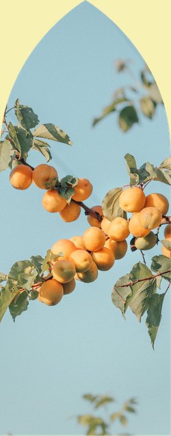 The orchard — fruits